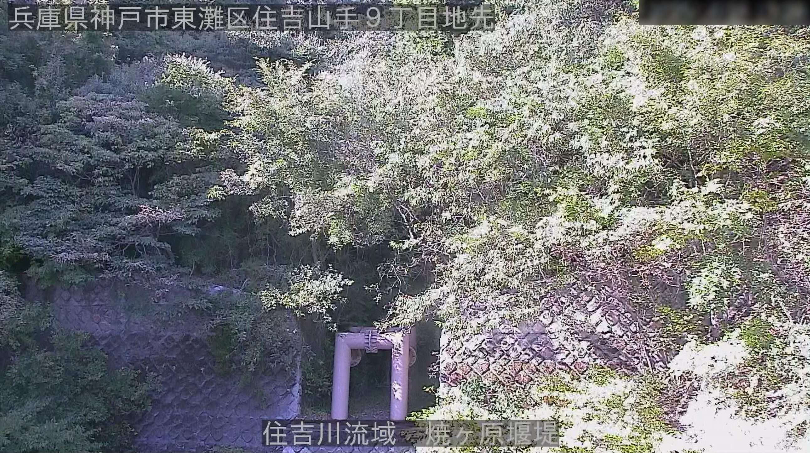 西谷川焼ヶ原堰堤ライブカメラ(兵庫県神戸市東灘区住吉山手)