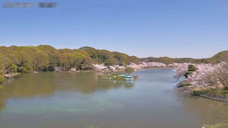 明石公園剛ノ池ライブカメラ(兵庫県明石市明石公園)