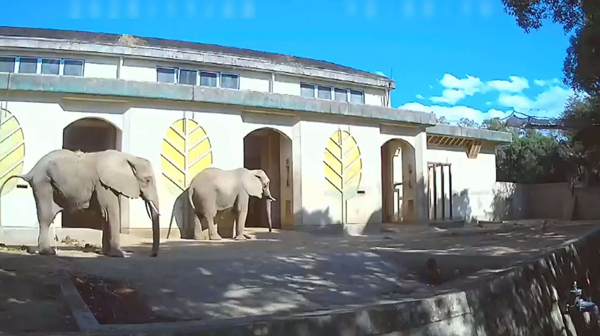 熊本市動植物園アフリカゾウライブカメラ(熊本県熊本市東区健軍)