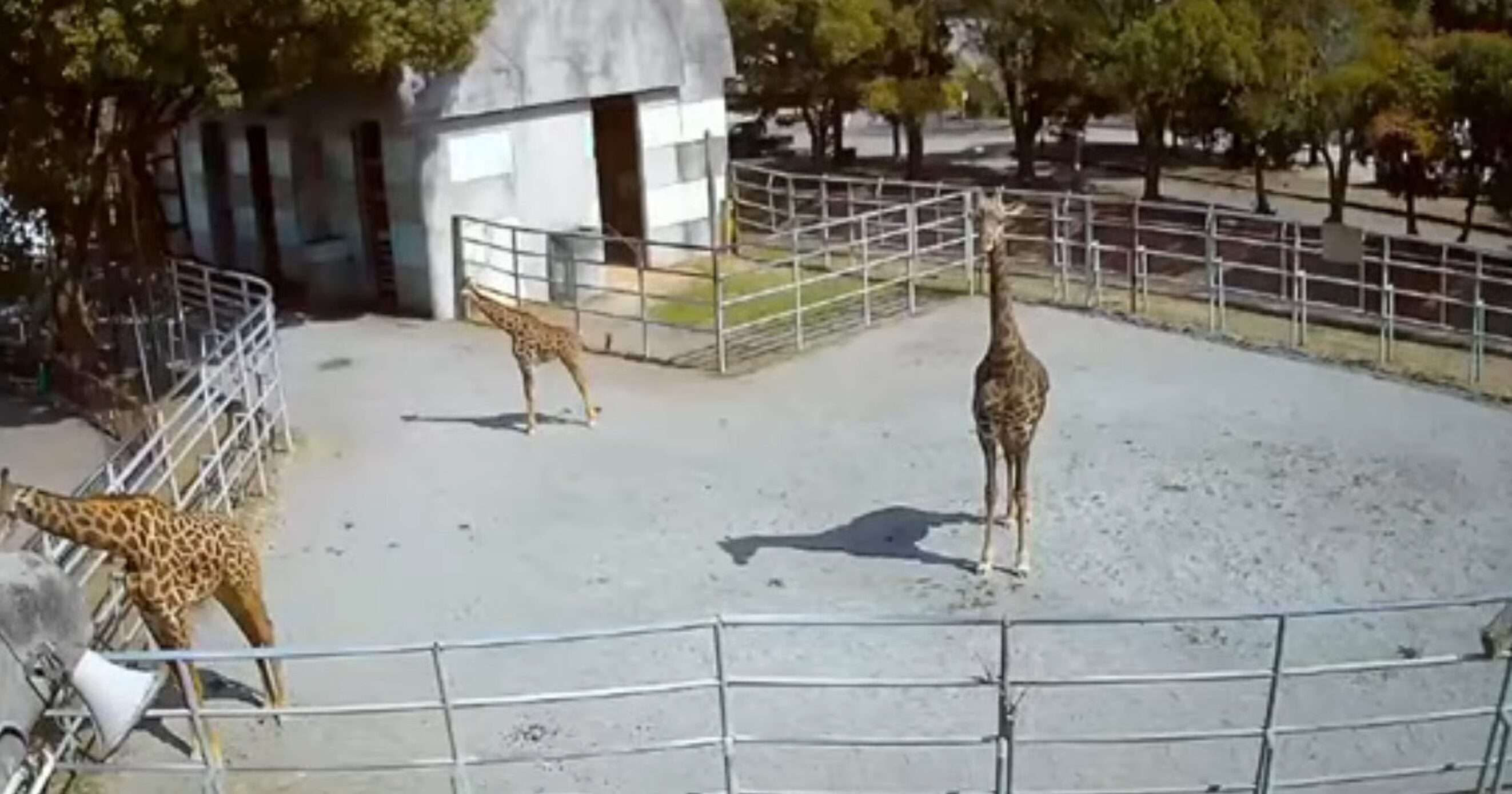 熊本市動植物園マサイキリンライブカメラ(熊本県熊本市東区健軍)