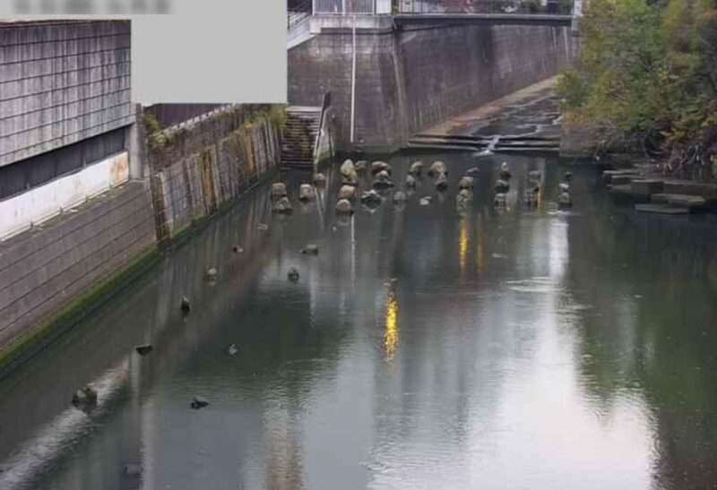 目黒川田楽橋ライブカメラ(東京都目黒区中目黒)