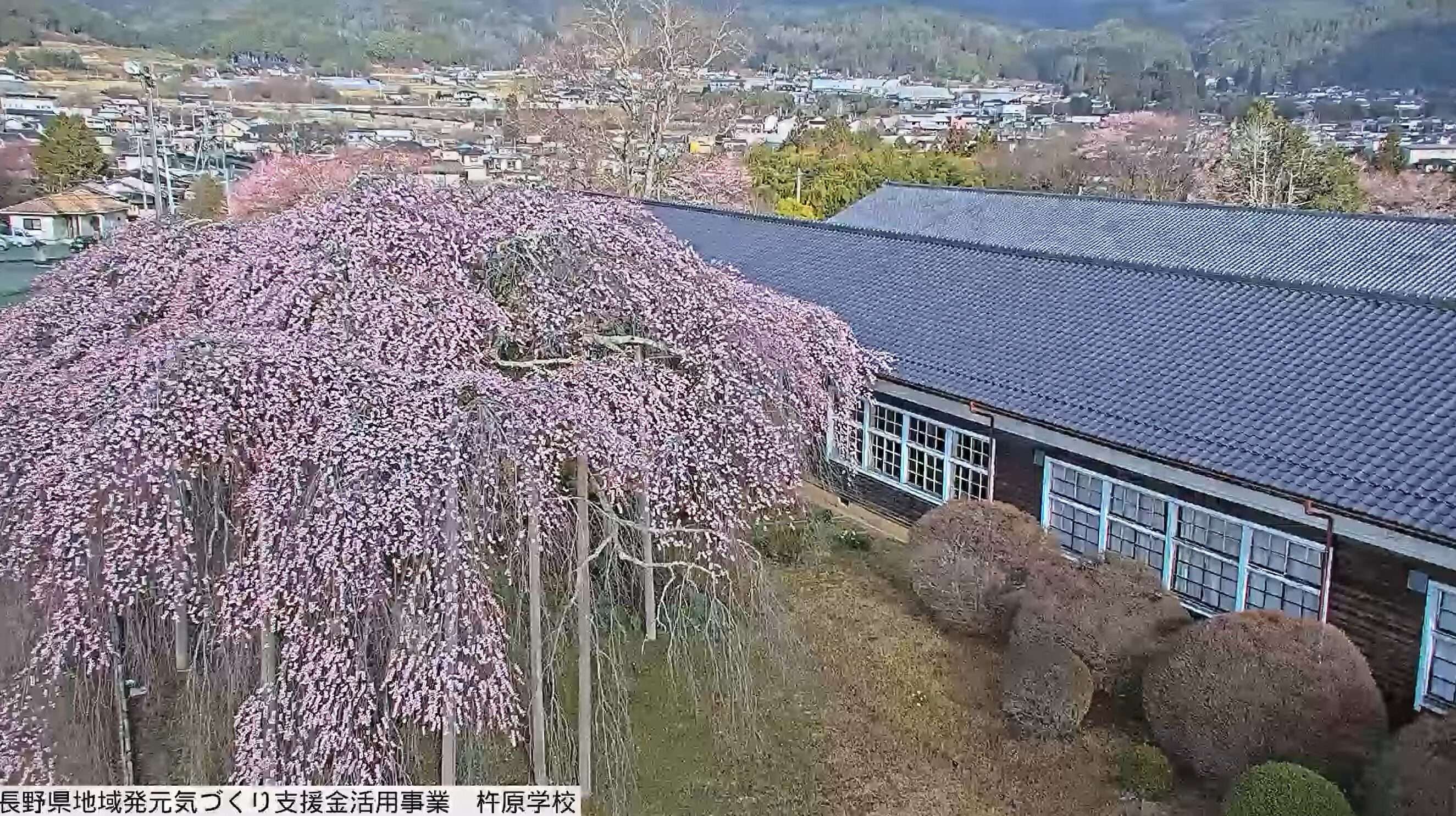 ICTV杵原学校枝垂れ桜ライブカメラ(長野県飯田市竹佐)