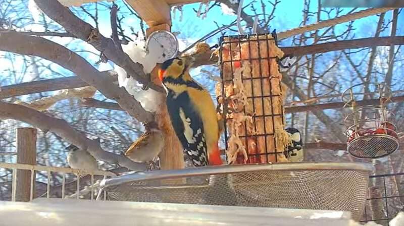 オホーツク野鳥ライブカメラ(北海道網走市)