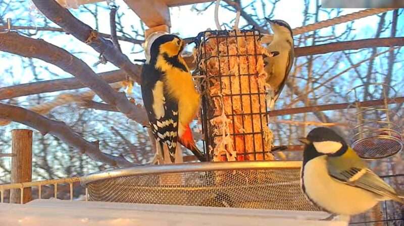 オホーツク野鳥ライブカメラ(北海道網走市)