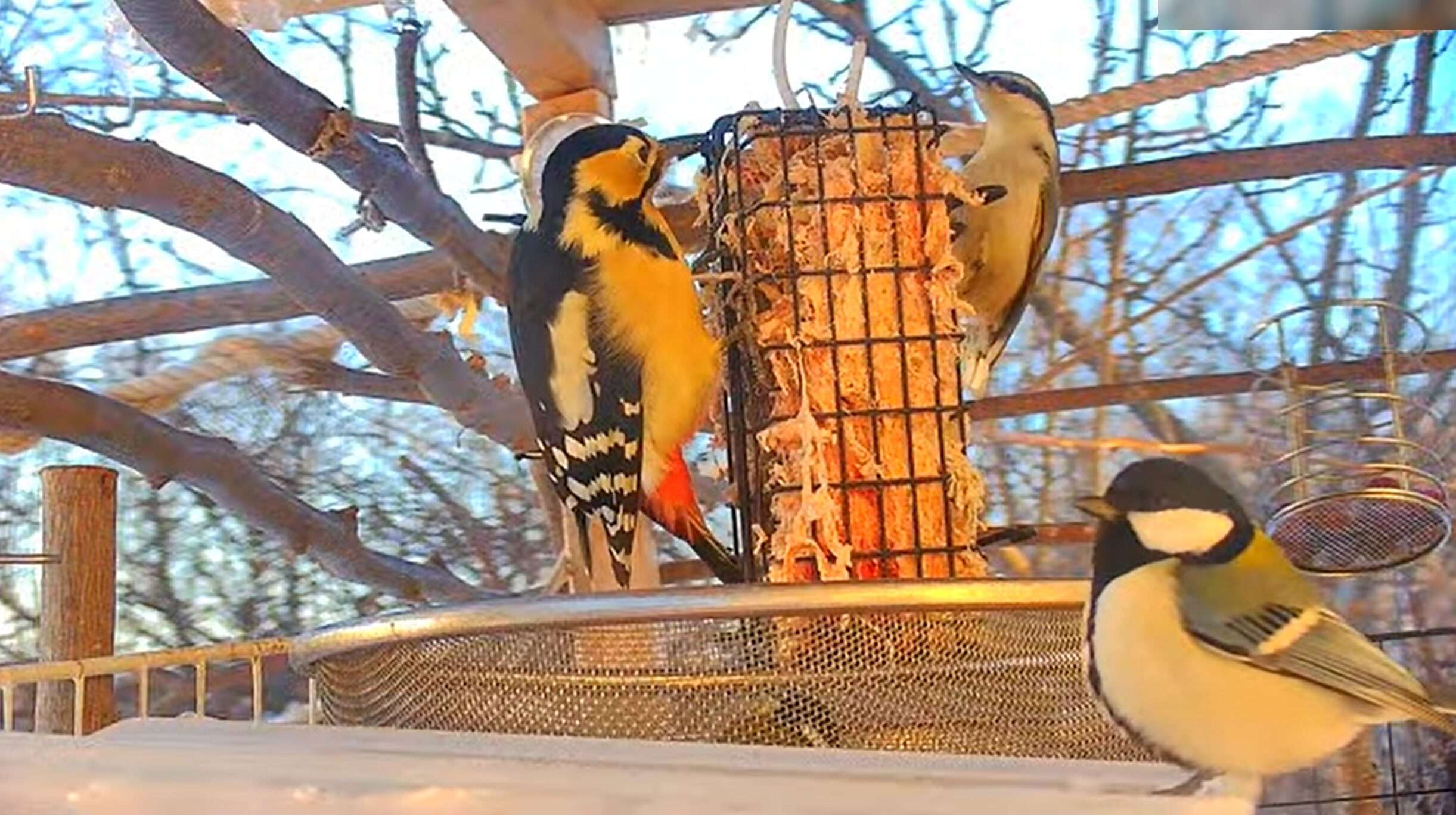 オホーツク野鳥ライブカメラ(北海道網走市)