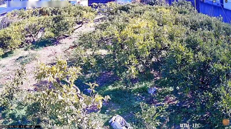 三ヶ日みかん畑ライブカメラ(静岡県浜松市浜名区三ヶ日町)