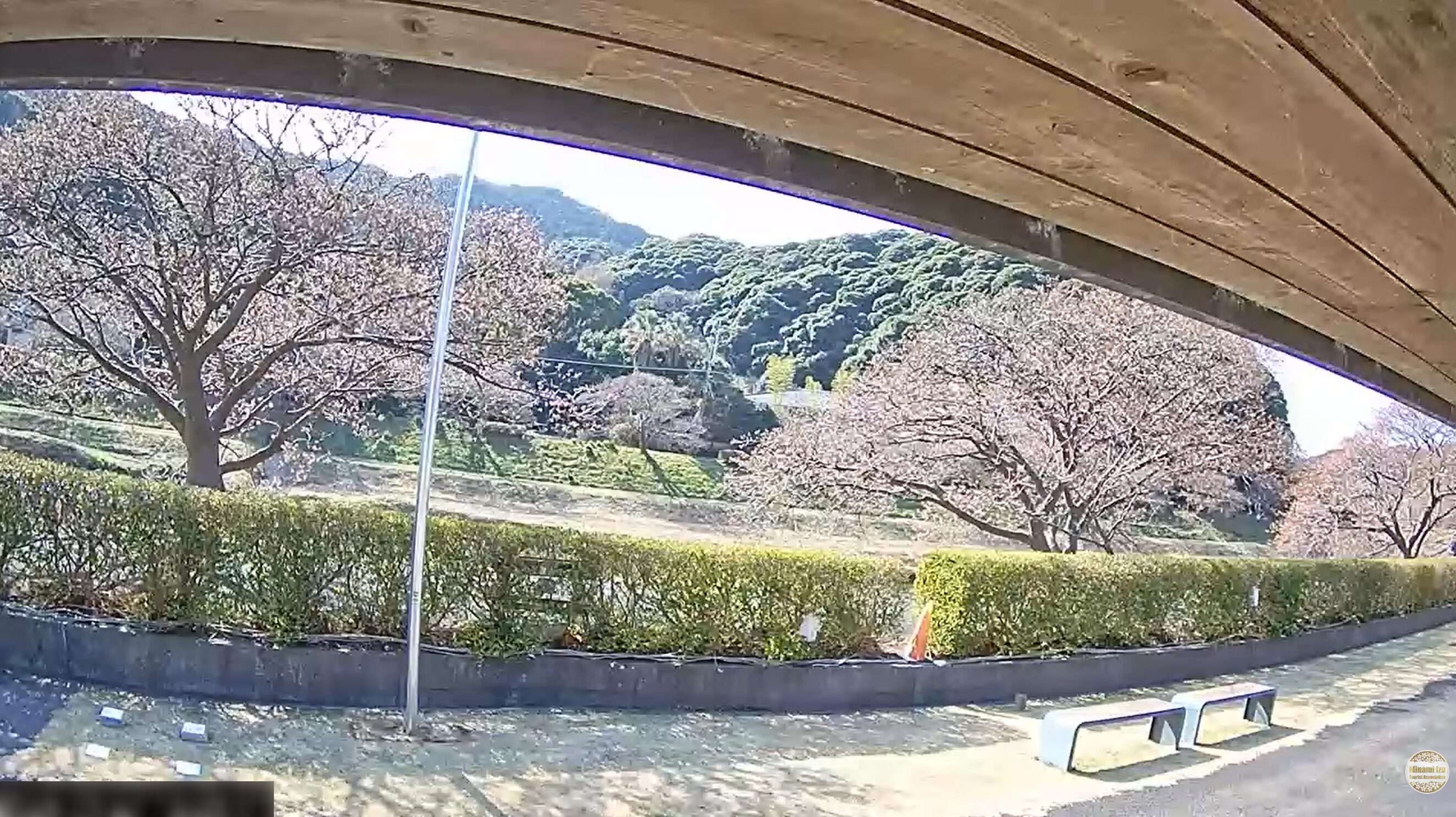 みなみの桜ライブカメラ(静岡県南伊豆町下賀茂)