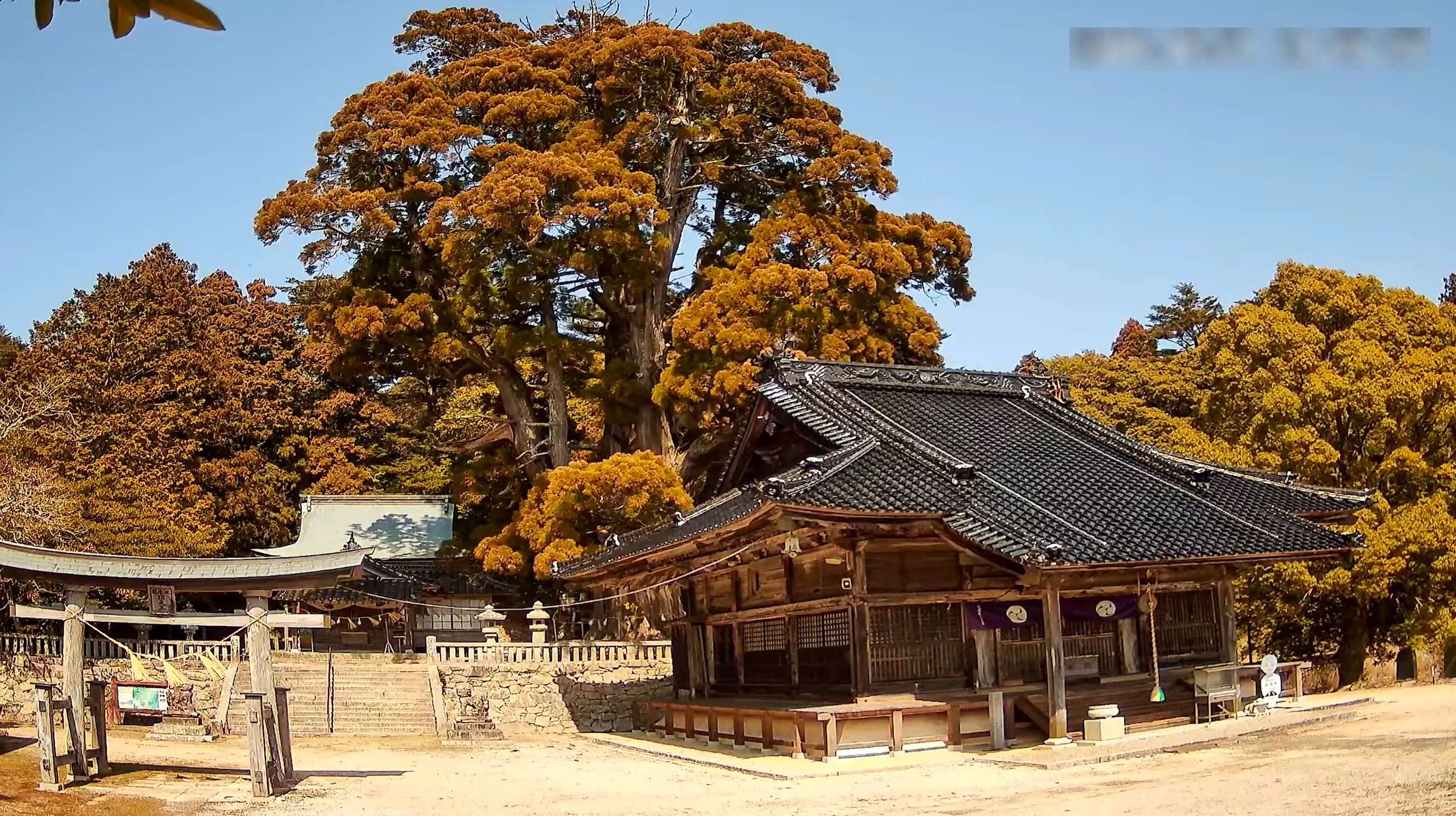 岡山祇園寺大杉ライブカメラ(岡山県高梁市巨瀬町)