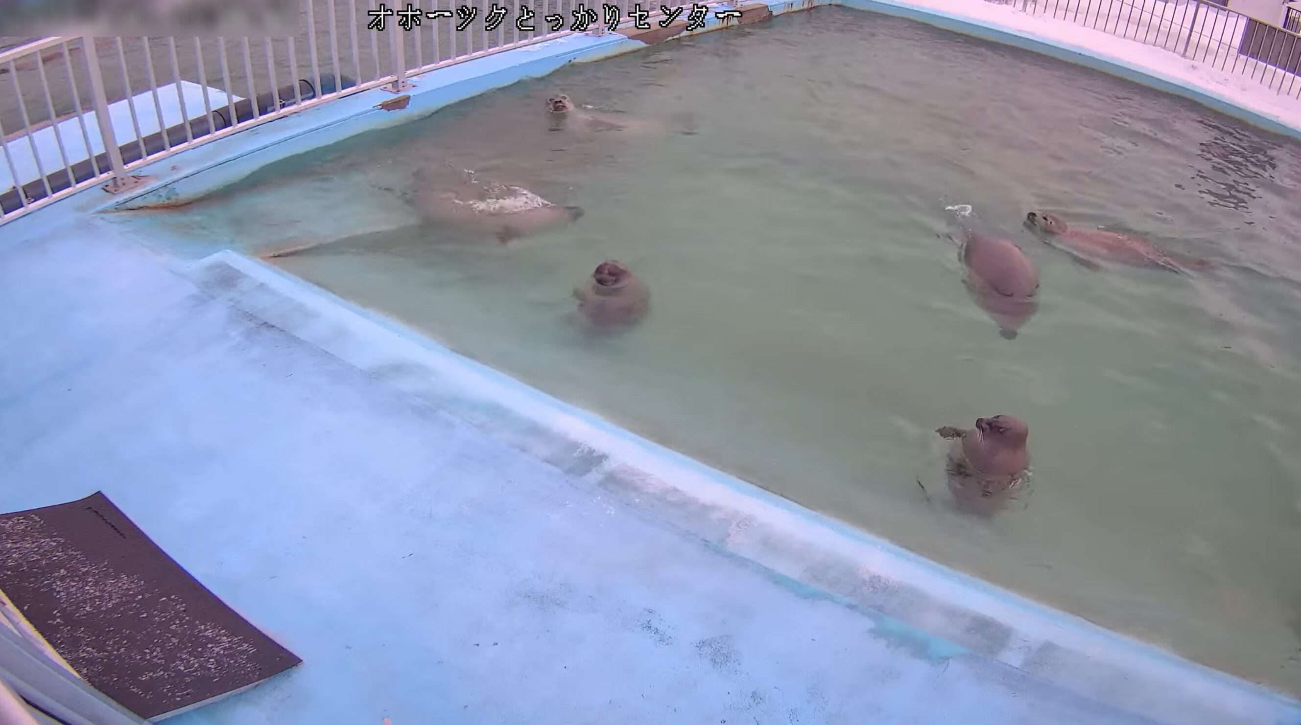 オホーツクとっかりセンターライブカメラ(北海道紋別市海洋公園)