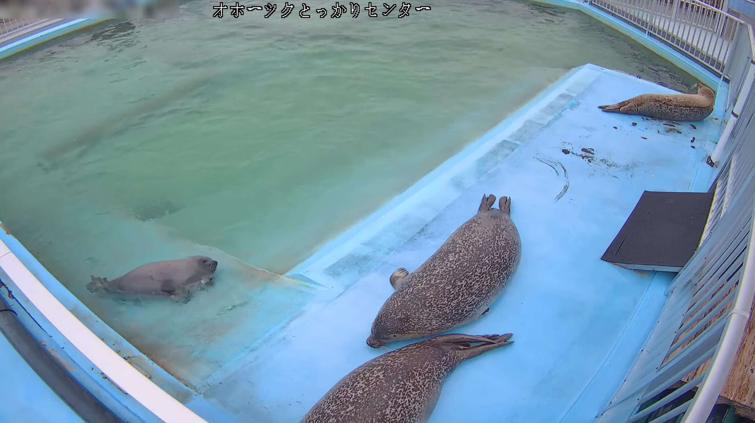オホーツクとっかりセンターライブカメラ(北海道紋別市海洋公園)