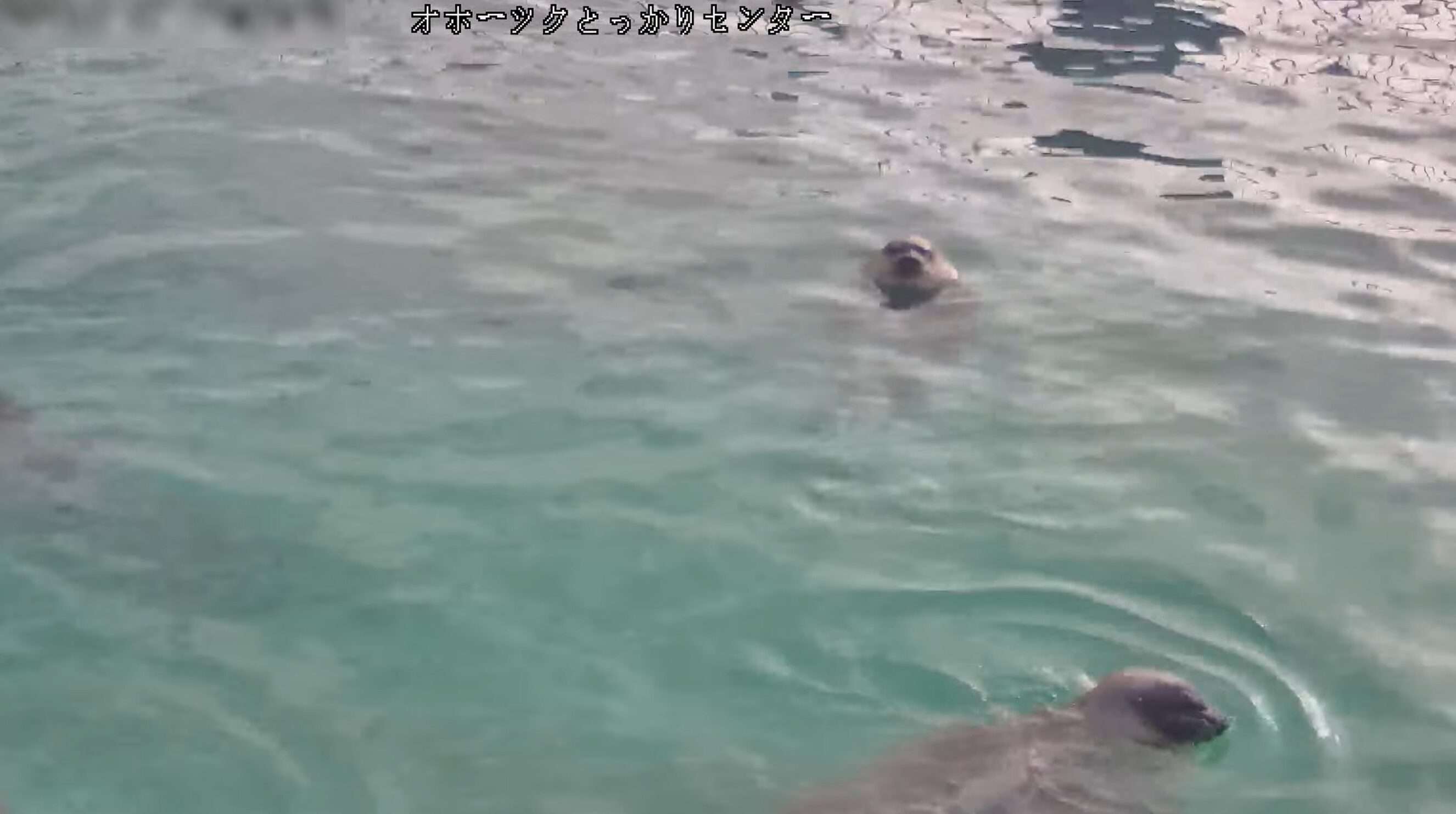 オホーツクとっかりセンターライブカメラ(北海道紋別市海洋公園)