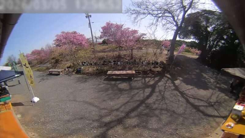 静豊園河津桜ライブカメラ(福岡県豊前市松江)