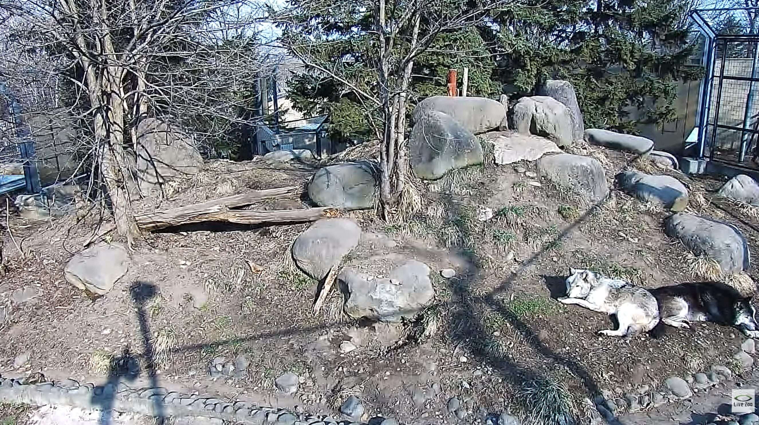 旭山動物園オオカミの森ライブカメラ(北海道旭川市東旭川町倉沼)