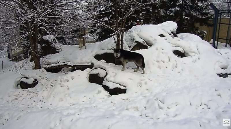 旭山動物園オオカミの森ライブカメラ(北海道旭川市東旭川町倉沼)