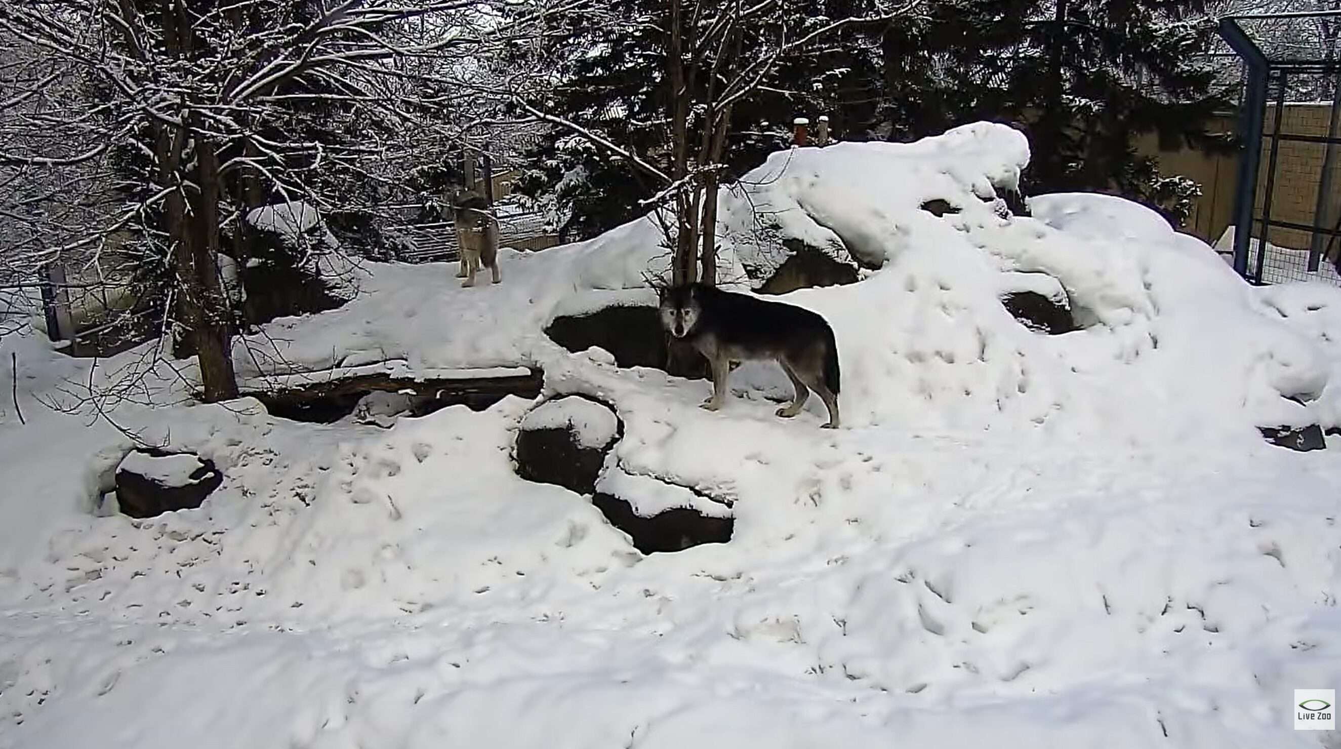 旭山動物園オオカミの森ライブカメラ(北海道旭川市東旭川町倉沼)