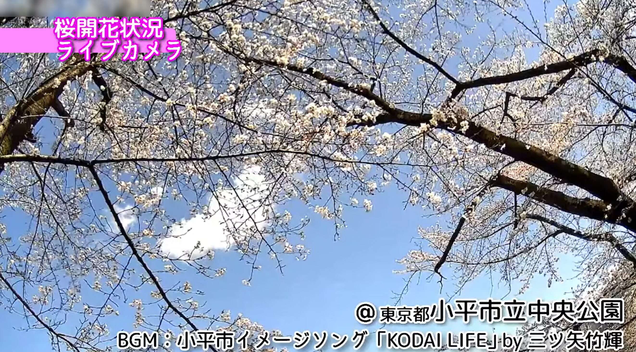 小平市立中央公園桜ライブカメラ(東京都小平市津田町)