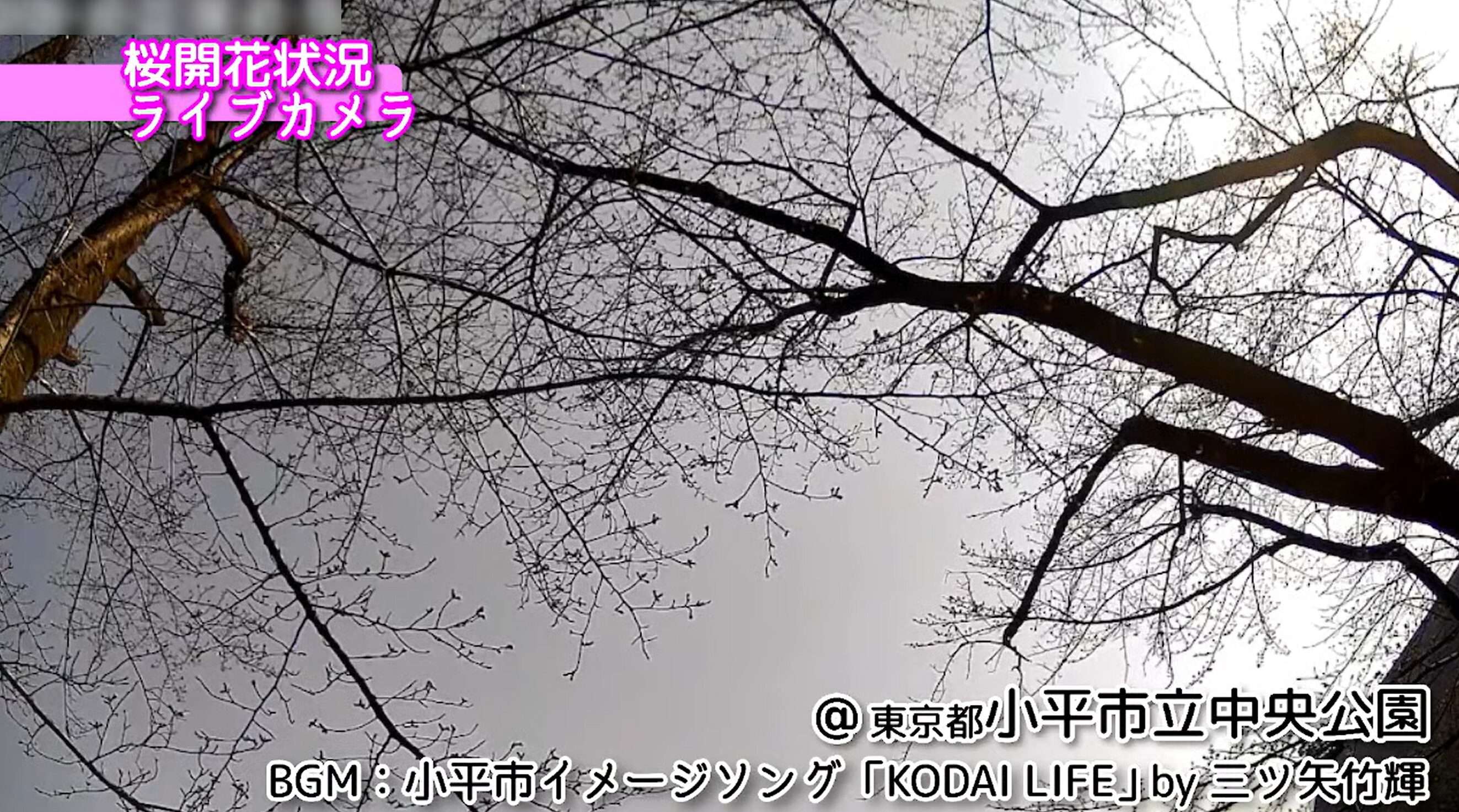 小平市立中央公園桜ライブカメラ(東京都小平市津田町)