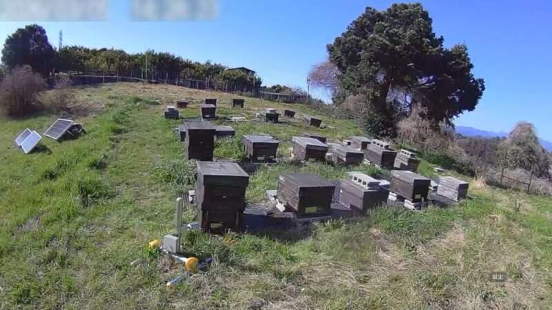 そのままハニー小田原養蜂場ライブカメラ(神奈川県小田原市)