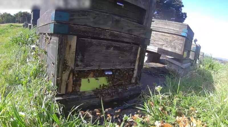 そのままハニー小田原養蜂場巣箱ライブカメラ(神奈川県小田原市)