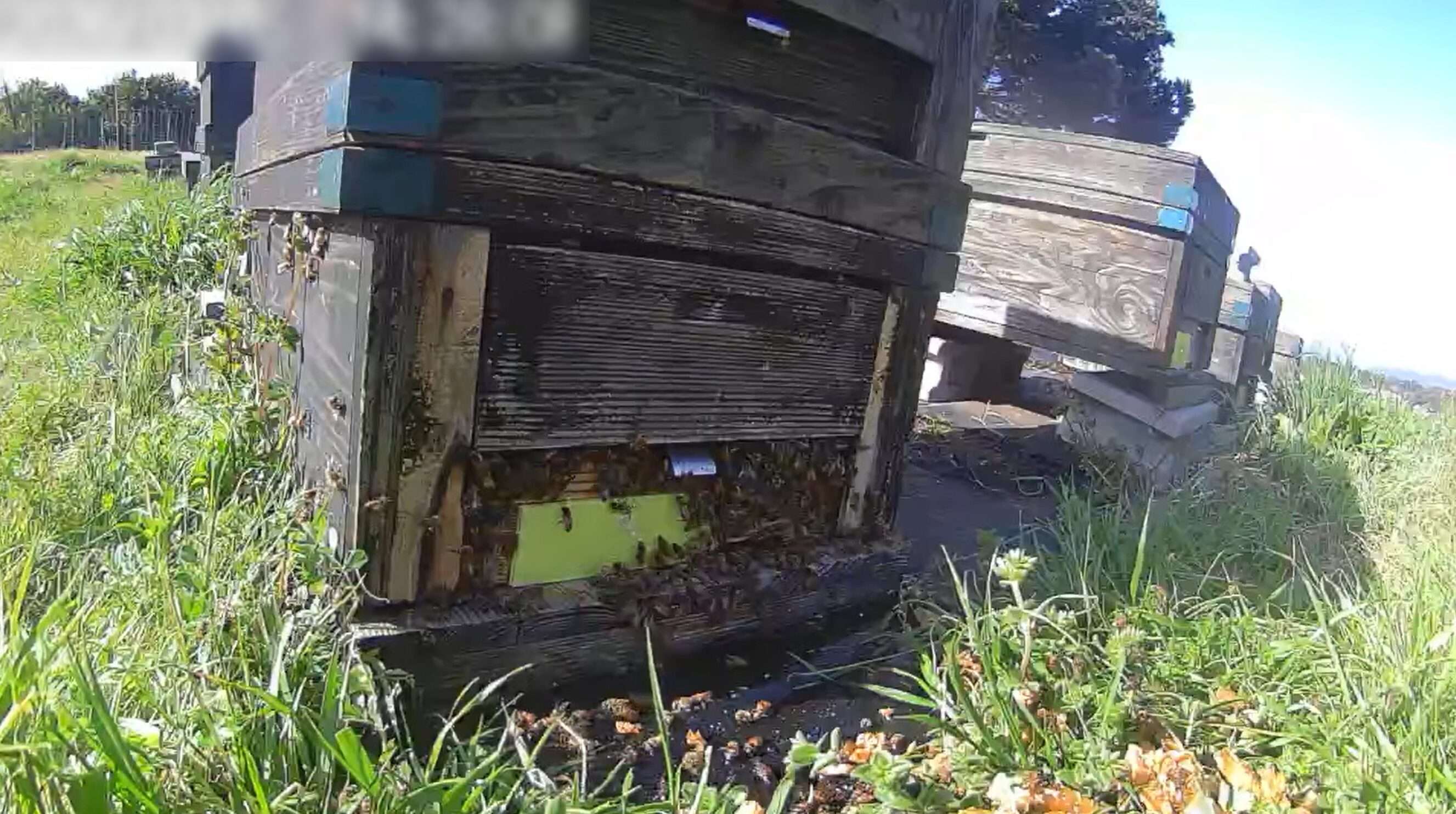 そのままハニー小田原養蜂場ライブカメラ(神奈川県小田原市)