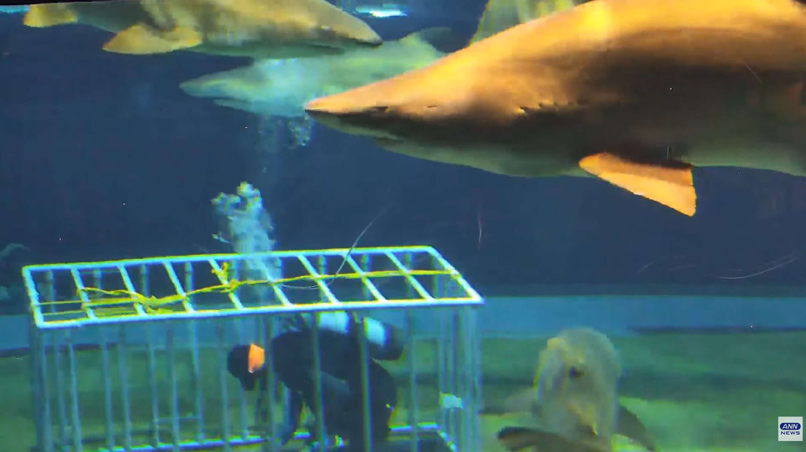 ANNアクアワールド茨城県大洗水族館ライブカメラ(茨城県大洗町磯浜町)