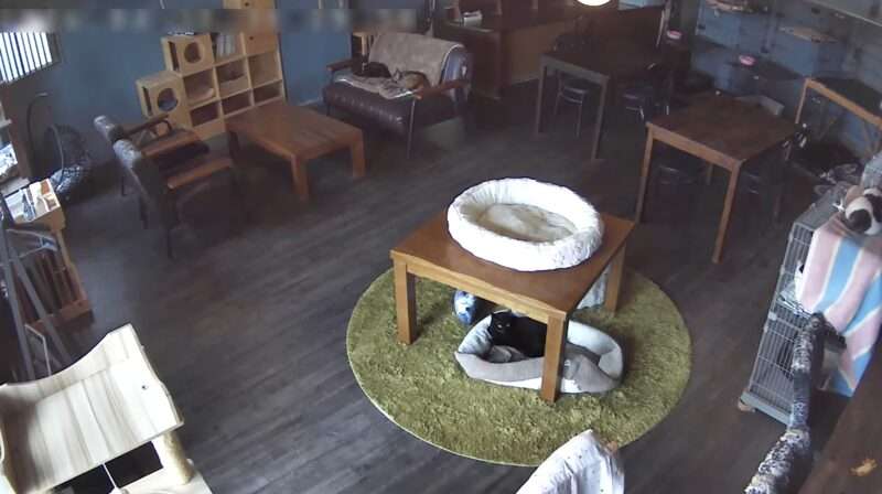 はちわれ農園保護猫ライブカメラ(鹿児島県指宿市山川福元)