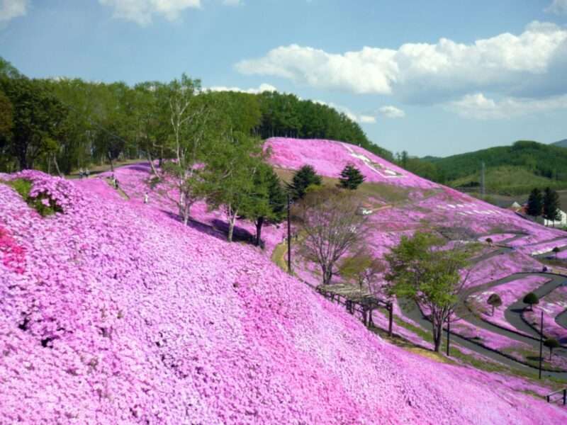 ひがしもこと芝桜公園ライブカメラ(北海道大空町東藻琴末広)