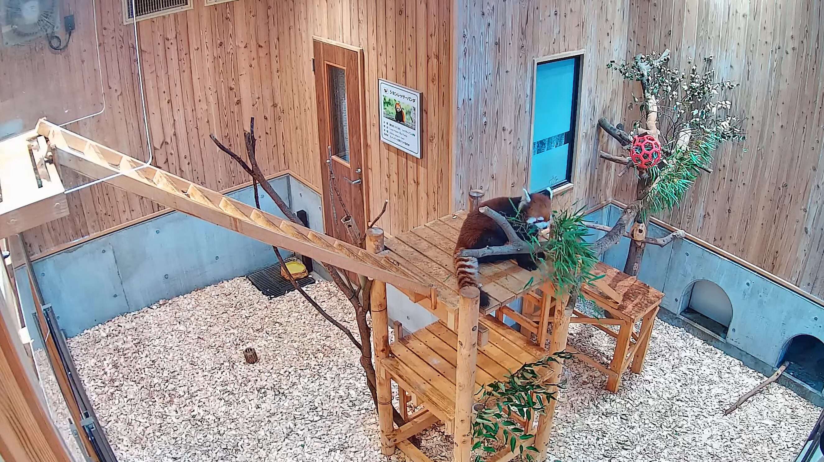 桐生が岡動物園レッサーパンダ東エリアライブカメラ(群馬県桐生市宮本町)