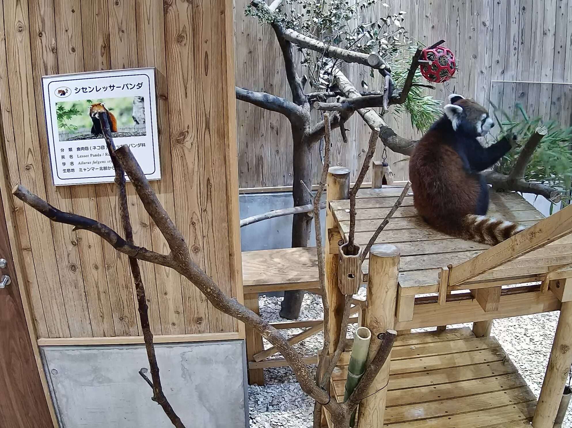 桐生が岡動物園レッサーパンダ東エリアライブカメラ(群馬県桐生市宮本町)