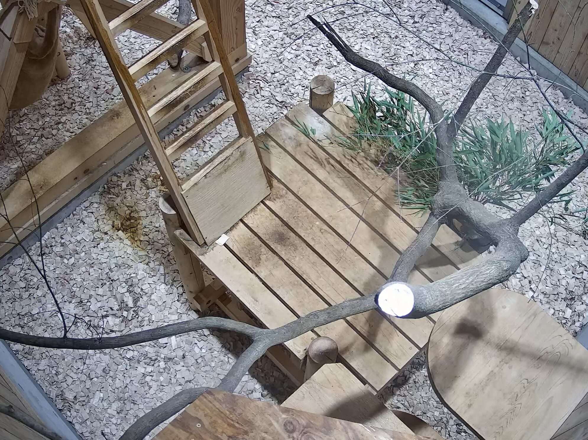 桐生が岡動物園レッサーパンダ西エリアライブカメラ(群馬県桐生市宮本町)