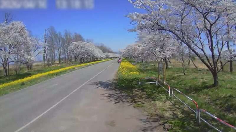 大潟村桜菜の花ロードライブカメラ(秋田県大潟村西野)