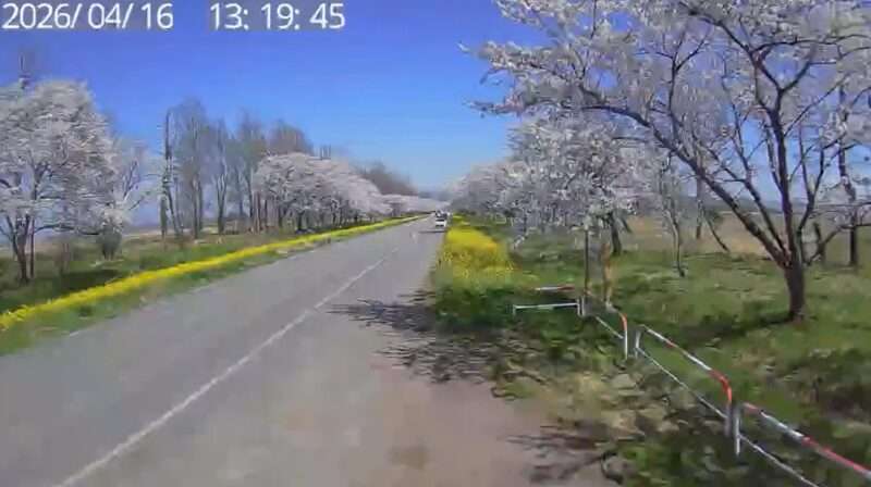 ๅคงๆฝๆๆก่ใฎ่ฑใญใผใใฉใคใใซใกใฉ(็ง็ฐ็ๅคงๆฝๆ่ฅฟ้) 2026ๅนด4ๆ16ๆฅ ๆกใป่ใฎ่ฑ้่ฑ็ถๆณ