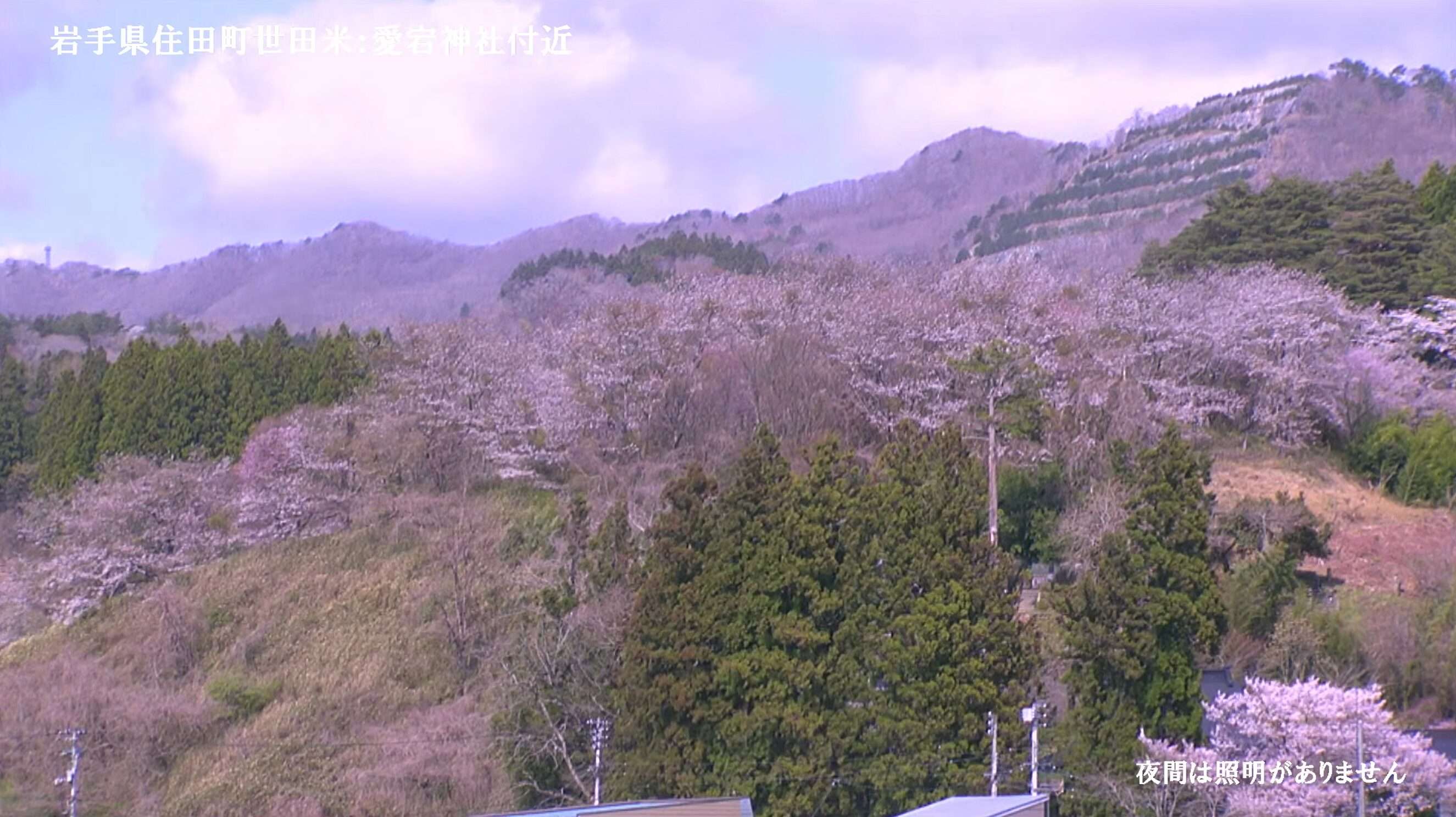 世田米愛宕神社桜ライブカメラ(岩手県住田町世田米)