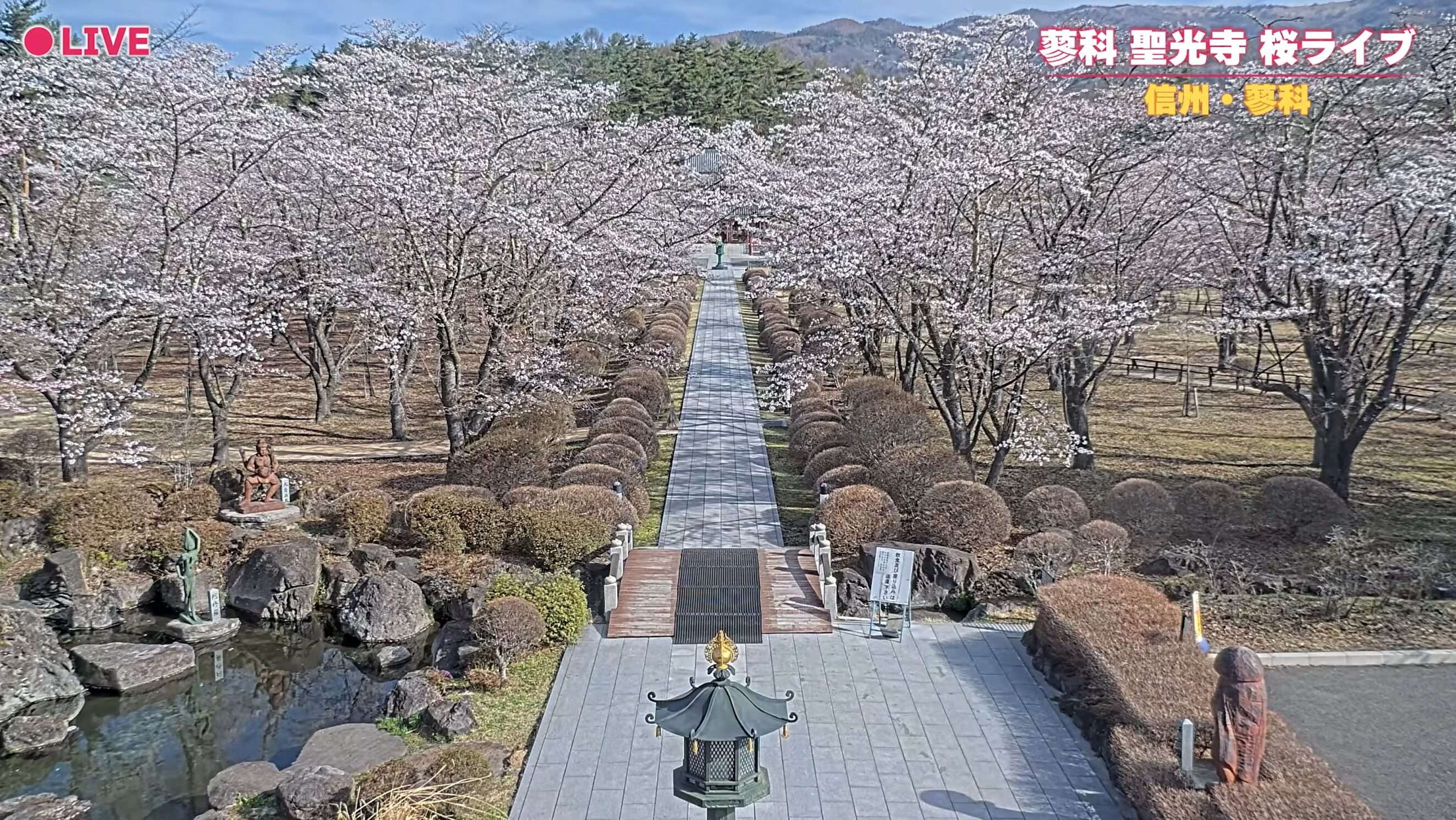 蓼科聖光寺桜ライブライブカメラ(長野県茅野市北山)