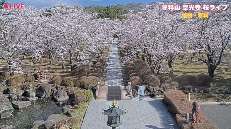 蓼科聖光寺桜ライブライブカメラ(長野県茅野市北山) 2026年4月22日 桜開花状況