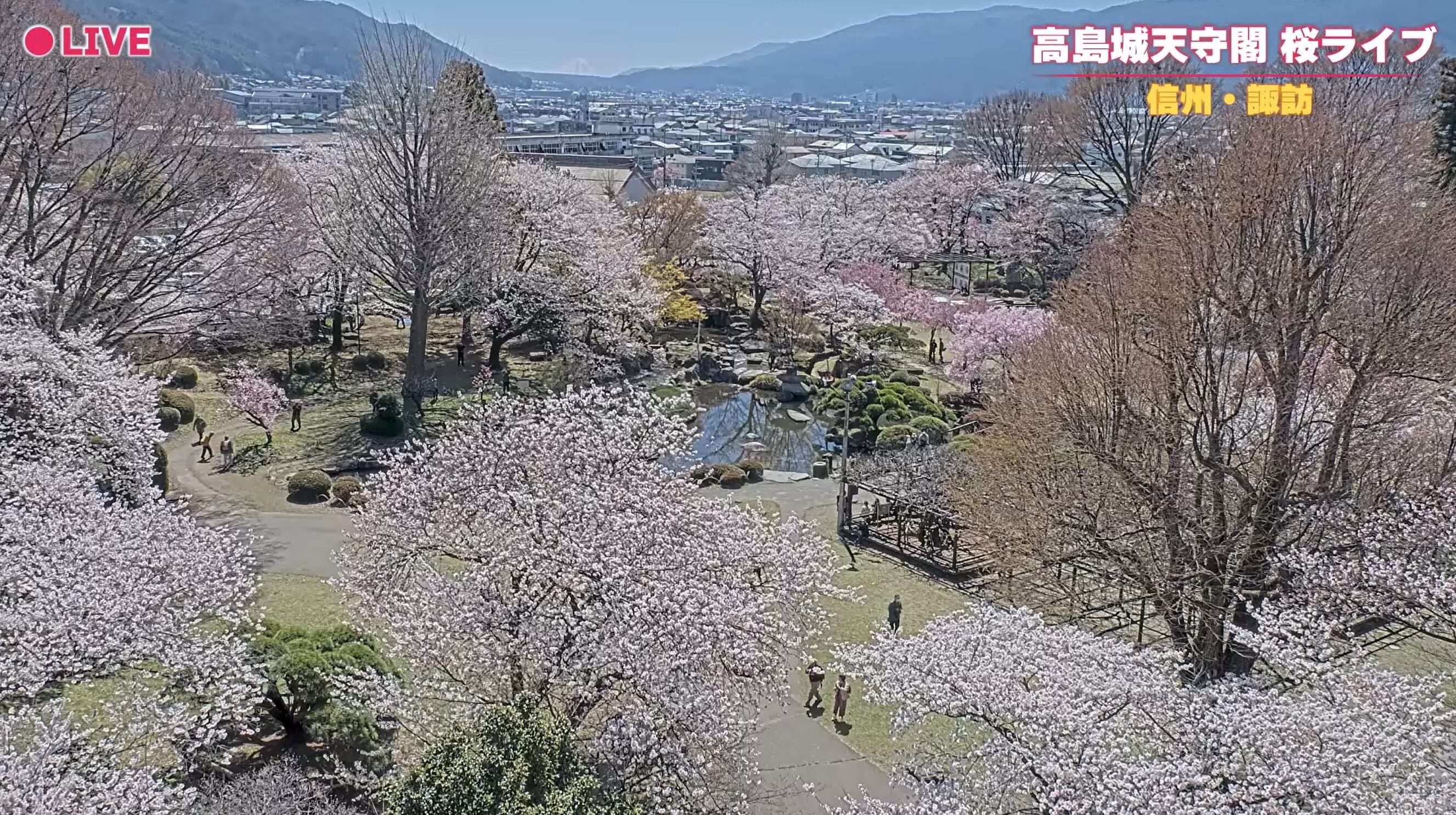 高島城天守閣桜ライブカメラ(長野県諏訪市高島)