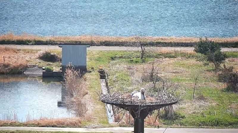 湯島コウノトリ人工巣塔ライブカメラ(兵庫県豊岡市城崎町湯島)