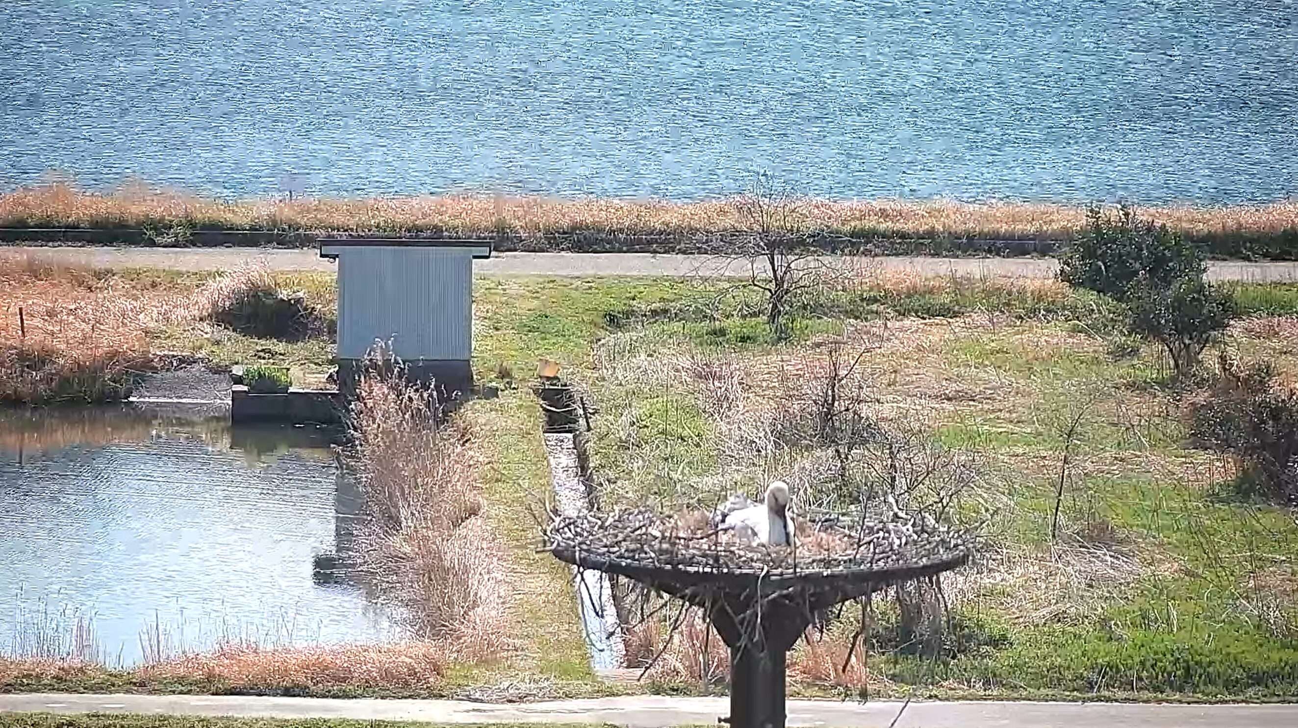 湯島コウノトリ人工巣塔ライブカメラ(兵庫県豊岡市城崎町湯島)