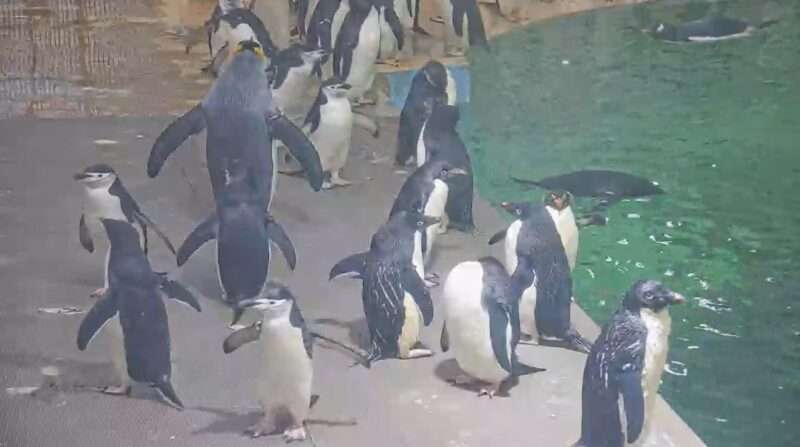 アドベンチャーワールドペンギンベースライブカメラ(和歌山県白浜町堅田)