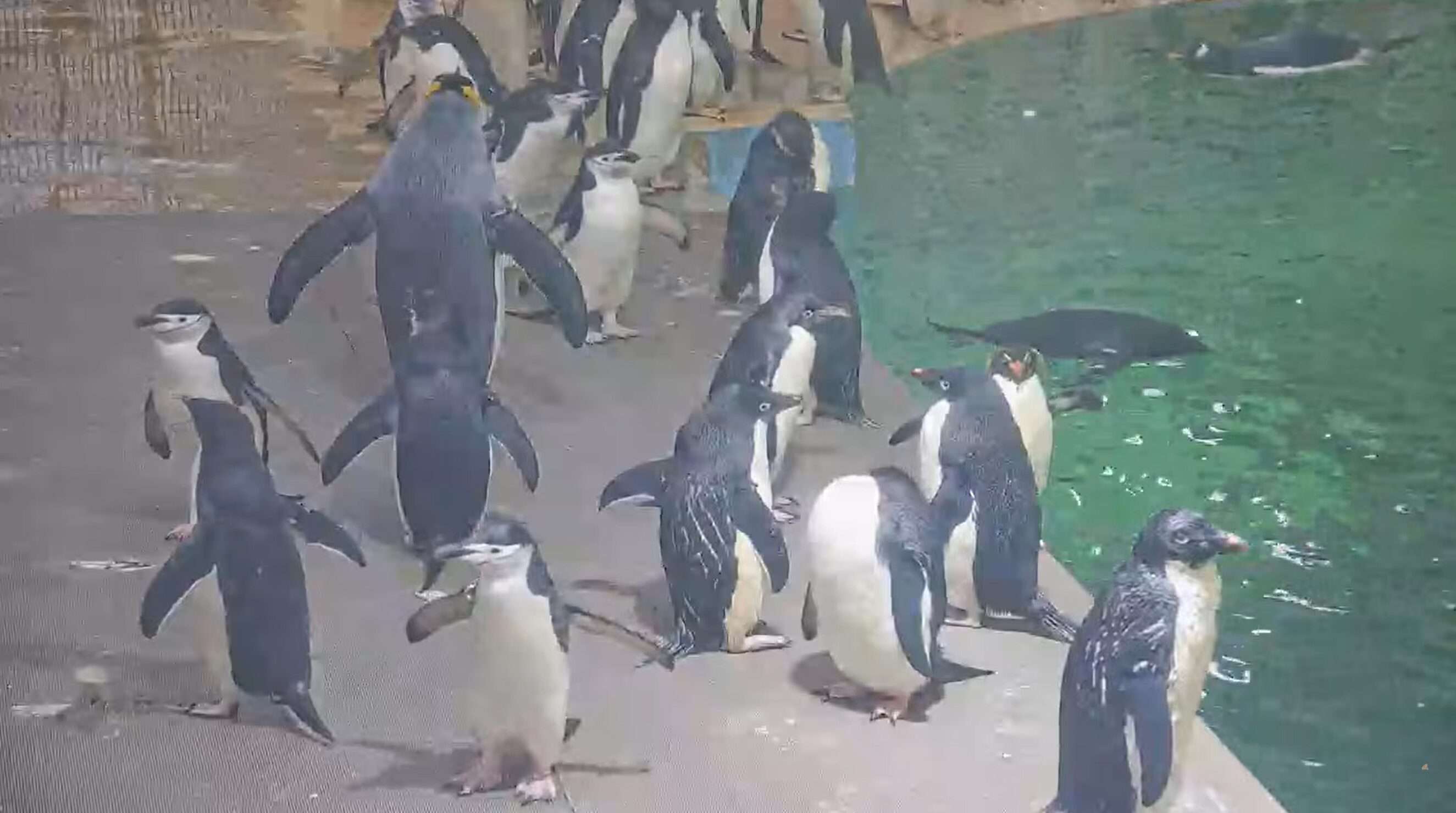 アドベンチャーワールドペンギンベースライブカメラ(和歌山県白浜町堅田)