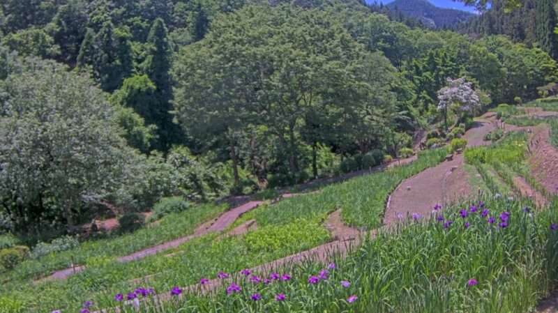 花しょうぶ園ライブカメラ(埼玉県小鹿野町両神薄)