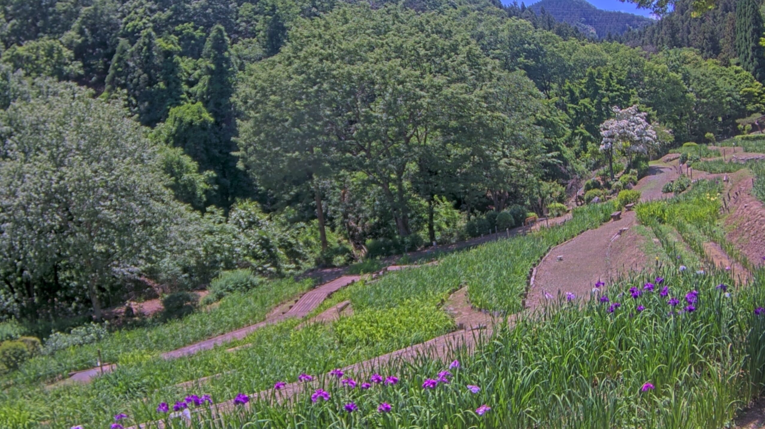 花しょうぶ園ライブカメラ(埼玉県小鹿野町両神薄)