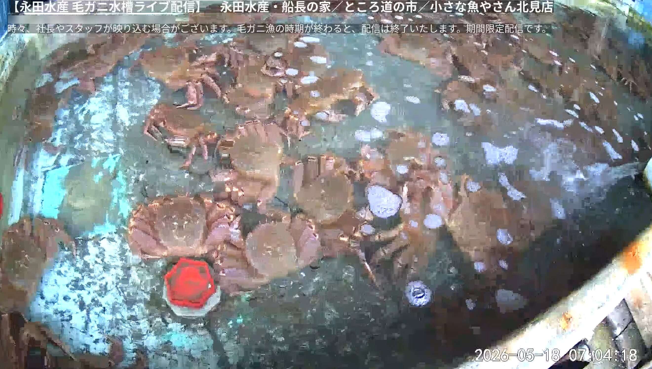 永田水産毛ガニ水槽ライブカメラ(北海道北見市常呂町栄浦)
