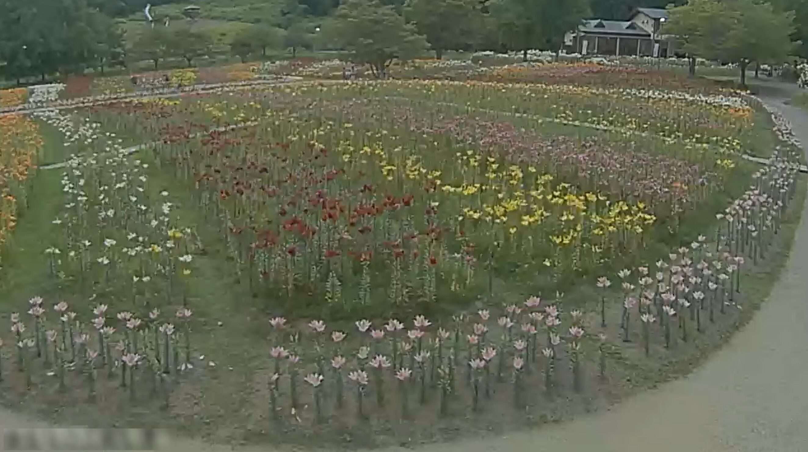 どんでん平ゆり園ライブカメラ(山形県飯豊町萩生)