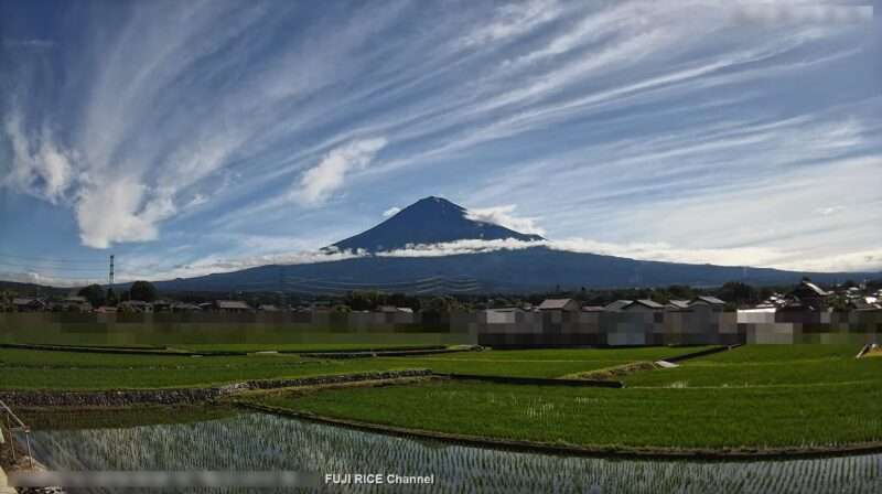 FUJIRICE富士山麓ライブカメラ(静岡県富士宮市青木)