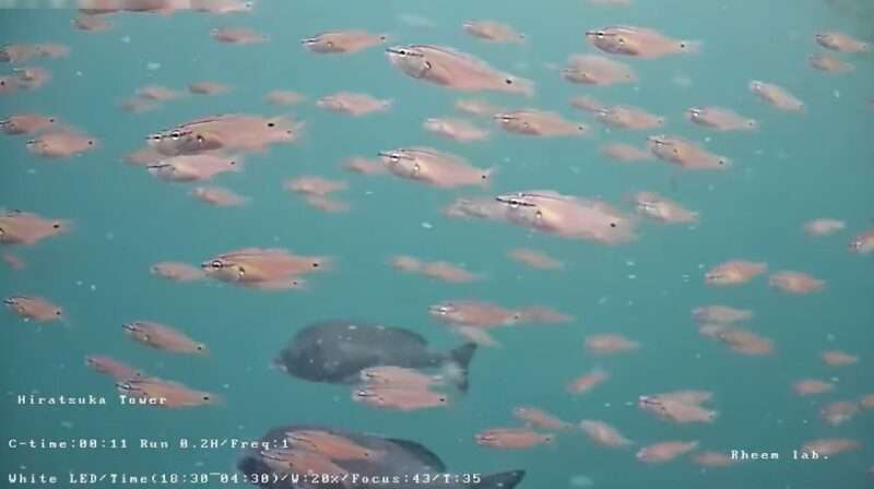 平塚沖総合実験タワー海中ライブカメラ(神奈川県平塚市虹ケ浜)