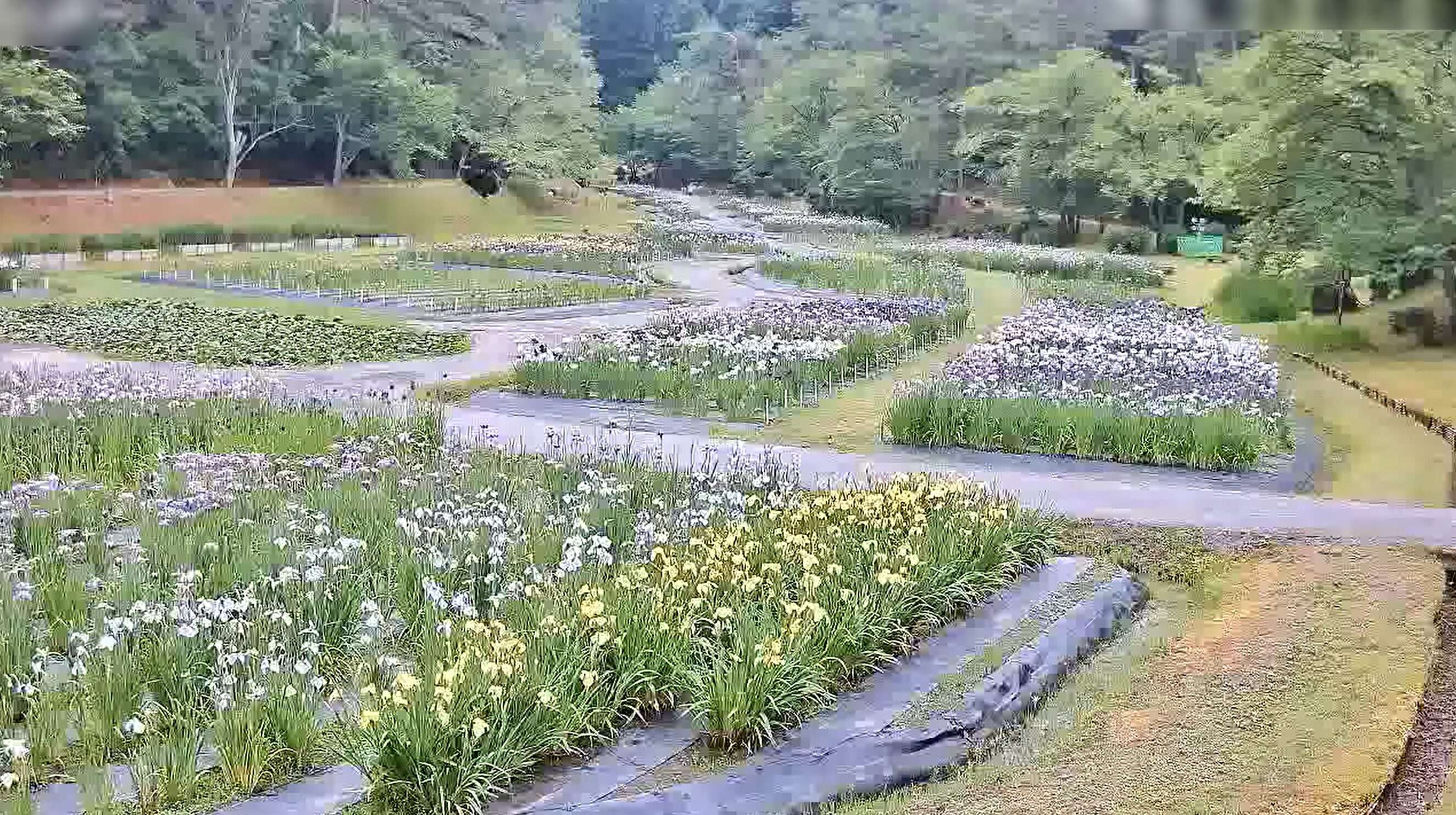 五十公野公園あやめ祭りライブカメラ(新潟県新発田市五十公野)