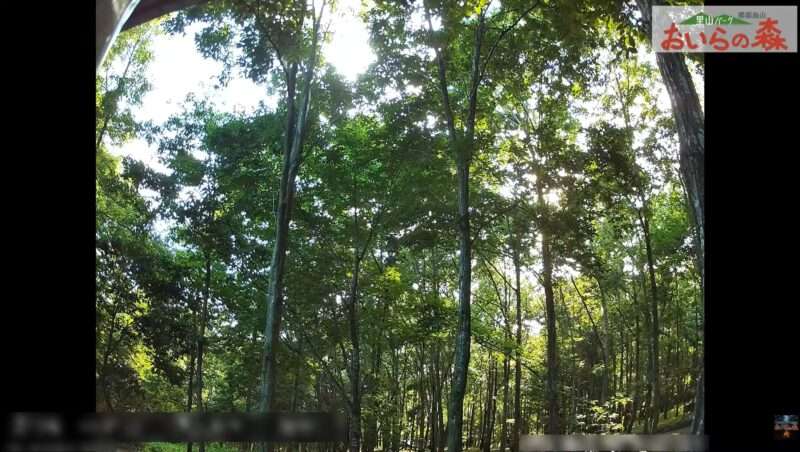 里山パークおいらの森ライブカメラ(栃木県那須烏山市福岡)