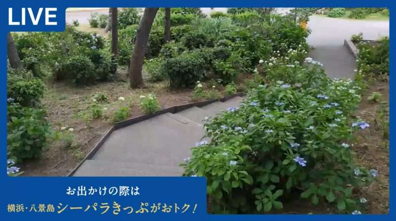 横浜八景島シーパラダイスあじさいライブカメラ(神奈川県横浜市金沢区八景島)