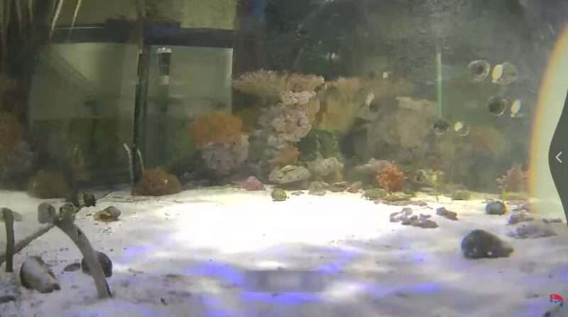 アクアパーク川越チンアナゴ水槽ライブカメラ(埼玉県川越市新富町)
